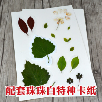 植物标本收集册标本植物收集册塑封膜做标本的材料透明压花相册粘贴式花标本册袋a4植物标本塑料膜 10张 图片价格品牌报价 京东