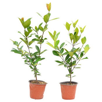 茗羽珺玥巴西甜樱桃苗盆栽苗带叶带泥发货巴西樱桃树苗车厘子庭院阳台