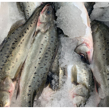 海鲈鱼新鲜冷冻海鱼特大海捕鲜活冰鲜速冻三去鲈鱼海鲜水产3条装