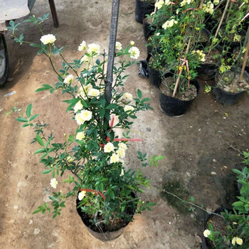 中梦黄木香花苗爬藤植物浓香型红木香盆栽重瓣白木香蔷薇花苗大苗白木