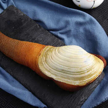 象拔蚌鲜活1000g只大鼻蚌白蚌象鼻子蚌刺身日料火锅寿司2斤左右一只