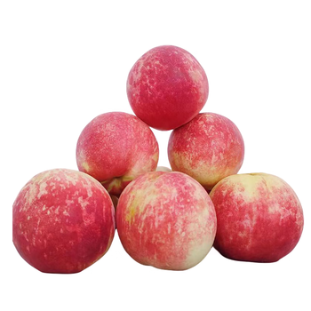 青尊园山东金秋蜜桃金秋红蜜脆甜新鲜水果当季毛水蜜桃5斤