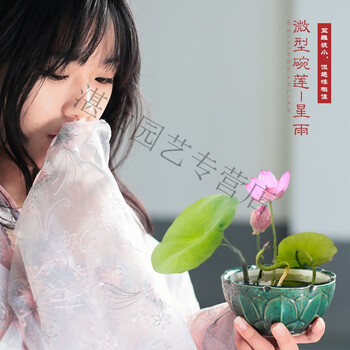 碗莲种藕微型小荷花块根茎带花带芽苞水生迷你小莲花苗室内外花卉星语