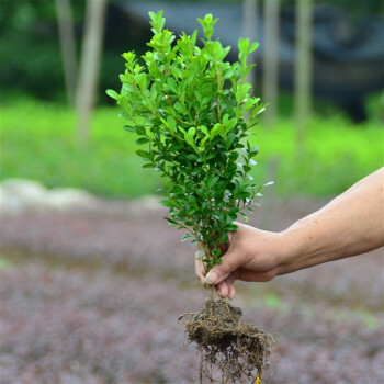 流彗小樹苗 植樹節瓜子黃楊苗小葉黃楊苗黃楊樹苗萬年青庭院綠籬盆景