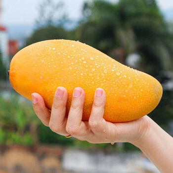 海南芒果金煌芒当季水果新鲜水仙芒特大芒果批发整箱小台芒果 净重2.