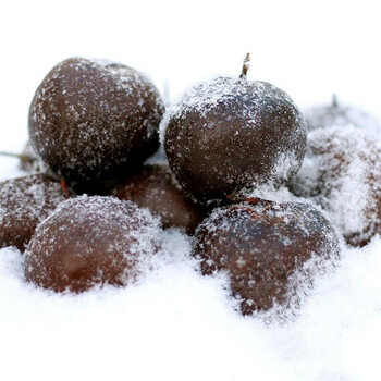 轻恋 东北冻梨 花盖梨 冻秋梨 大黑梨 4斤 甘甜细无渣 冷冻水果