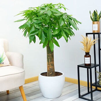 单杆发财树盆栽植物室内绿植大树桩客厅办公室绿植粗杆发财树 单杆白