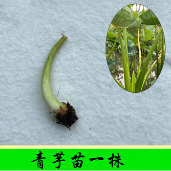 花友水菖蒲紫芋美人蕉水葫芦水芹菜苗水竹水生挺水植物d7青芋苗一株不