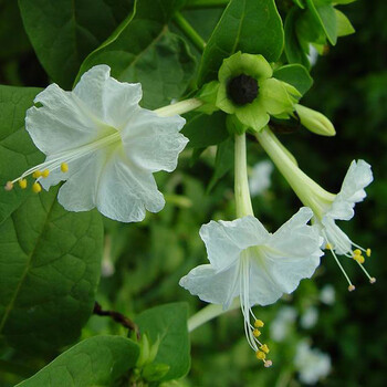 嘉瑰 紫茉莉花种子夜来香盆栽花园艺芳香花卉种子春播花籽黄粉白 白色