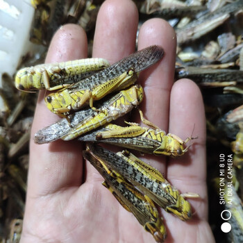 土蚂蚱 新鲜蝗虫 东亚飞蝗食用昆虫 餐桌美食下酒菜 纯公2斤