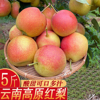 春节送礼云南高原红梨酸甜多汁火把梨新鲜梨子当季水果大果5斤