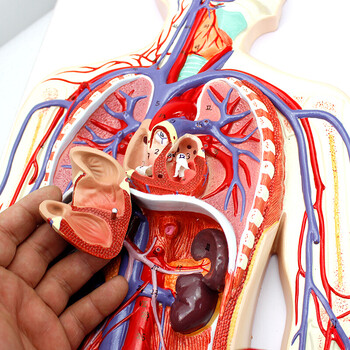 人体血液循环模型体循环肺循环双循环心血管介入心脏模