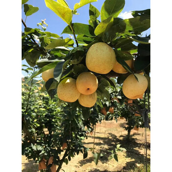 佳沛zesprikiwifruit正宗潭岭水晶梨新鲜应季水果爽甜多汁脆嫩皮薄现