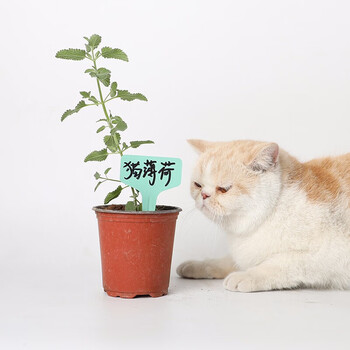 猫薄荷幼苗秧苗小荆芥盆栽猫薄荷草叶子家庭春季种植逗猫神草猫薄荷幼苗6棵送6个小双色盆 图片价格品牌报价 京东