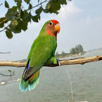 鹦鹉活鸟活物黄桃绿桃牡丹会说话鹦鹉活体幼鸟玄凤宠物虎皮鹦鹉绿桃会