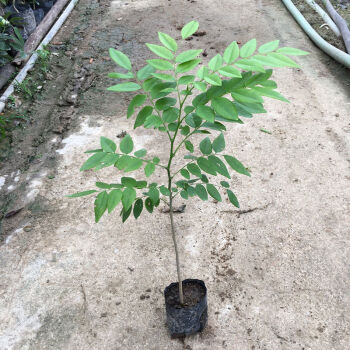 正宗海南樹苖降香黃檀紅木名貴苗木樹 70-90cm高-10棵 其他