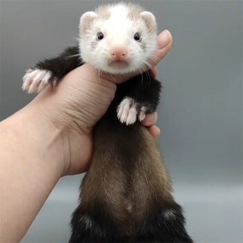 鹿奈雪貂宠物幼崽安格鲁貂活体小龙貂活物人好养活体活貂小型火焰色
