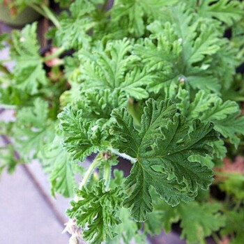 正常發貨香草種子驅蚊草種子花種子庭院陽臺盆栽花卉草種子驅蚊昂景