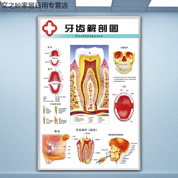 牙齿解剖结构图口腔牙科诊所海报画宣传图片牙科门诊挂图牙科挂画 1