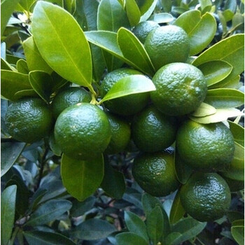 青桔苗 青金桔苗 海南青金桔树苗 小青桔子苗当年结果苗 7年结果苗 81