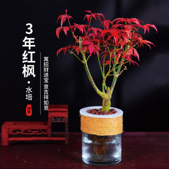 绿族(lvzu)水培3年红枫树苗盆景绿植物水养老桩中国红舞姬日本盆栽