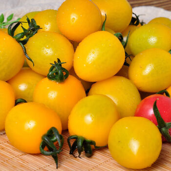 陌好味黄色小番茄 黄姑娘小柿子 5斤生吃小西红柿东北顺丰新鲜蔬菜