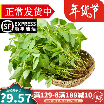 河南新鲜荆芥菜大叶荆茎芥菜调味蔬菜500g