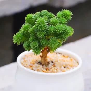刘不丁球松多肉微型盆景老桩又名小松绿造型桩桌面创意微景观绿植盆栽