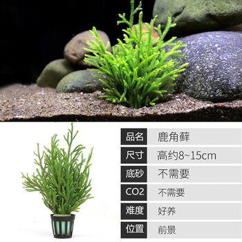 墨一鹿角榕懒人活体水草无土耐活耐低温苔藓鱼缸生态瓶雨鹿角藓1颗