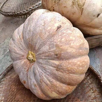 采缇重庆磨盘老品种圆长南瓜农村自种黄皮瓜粉糯甜可装饰雕刻宝宝铺食