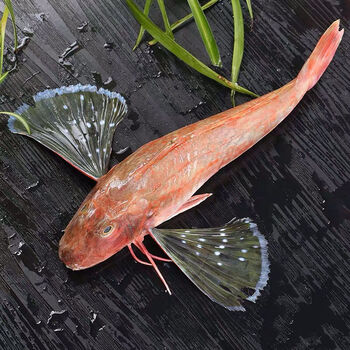 红头鱼红娘子海捕海鱼红绣鱼鲜活海鲜海产品新鲜海鱼红头3斤