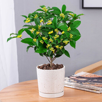 盆栽金桂四季桂室内外浓香型阳台花卉绿植庭院盆景 四季桂[四季开花