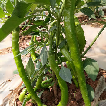 辣椒苗牛角椒苗线椒苗薄皮椒苗螺丝椒辣椒蔬菜苗阳台盆栽 【杭椒苗】*