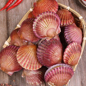 牧马安达扇贝鲜活带壳超大半壳夏威夷贝虾夷贝特大扇贝新鲜蒜蓉粉丝