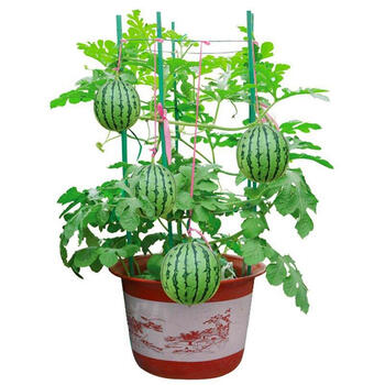 细辛嫁接西瓜苗蜂蜜小西瓜种子薄皮少籽阳台盆栽水果苗秧懒人四季播种