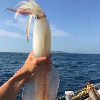 欣丛福建东山岛手钓鱿鱼大管鱿鱼枪乌贼当天捕鲜活速冻海鲜水产大号