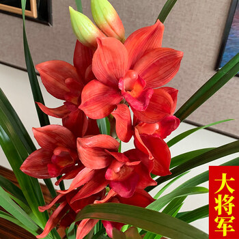 兰花【红贵人】浓香型盆栽四季好养建兰花 室内盆栽花卉 大将军4苗 不