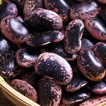 虎钢馋云南大黑花芸豆特大号肾豆花芸豆农家豆五谷杂粮黑芸豆2斤