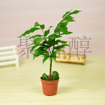 开心果室内室外防辐射办公室桌面绿植物盆栽 红盆开心果 含盆