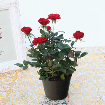 阳台桌面花卉玫瑰花盆栽观花植物开花 红色 带盆栽好