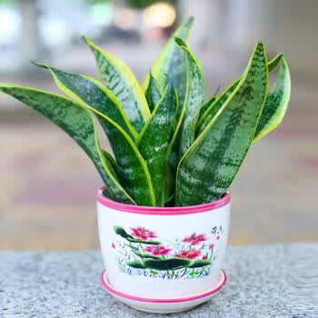 植物花卉 虎皮兰带盆盆景 绿色植物 室内盆栽虎皮兰 虎皮兰荷花 不含