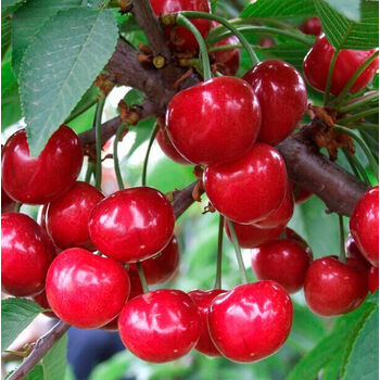 小李樱桃果树盆景新款车厘子苗阳台院庭种植带花四季开花结果盆栽 六