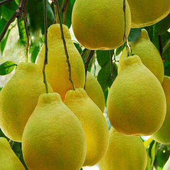 蜜柚苗 嫁接红心蜜柚 南方北方盆栽柚子树苗 当年结果大苗 泰国柠檬柚