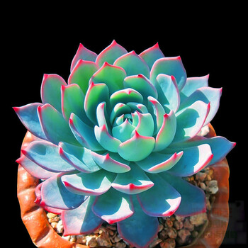 一元多肉24款多肉植物黑法师红稚莲观音莲黄丽玉露吸财树室内多肉组合盆栽迷你创意多肉蓝鸟不含盆 图片价格品牌报价 京东