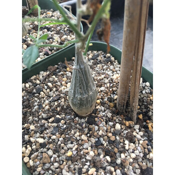 块根 葫芦科 嘴状苦瓜 momordica rostrata 植物 实生 1株 裸根不带土