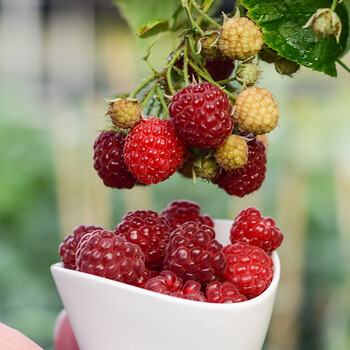 虹越树莓p14盆栽苗 阳台花园种植果树苗果美观味鲜美现货 树莓"秋萍"