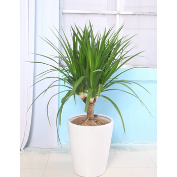 龙须树盆栽室内客厅大型绿植精品多头龙血树龙铁树吸甲