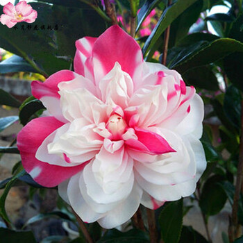 水月静花水月静花 茶花苗山茶花盆栽茶花精品茶花树苗客厅阳台绿植