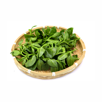 田七叶 山漆野菜新鲜穿心莲三七叶 500g