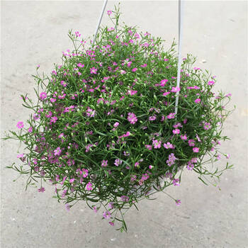 满天星盆栽带花苞垂吊吊兰植物室内阳台庭院观赏花卉四季开花不断